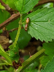 Camponotus snellingi