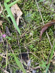 Phemeranthus parviflorus