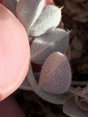 Astragalus newberryi