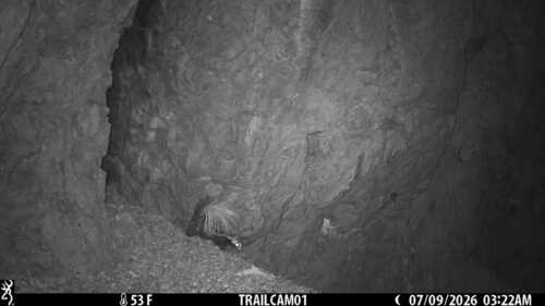Western Spotted Skunk observed by jnelson