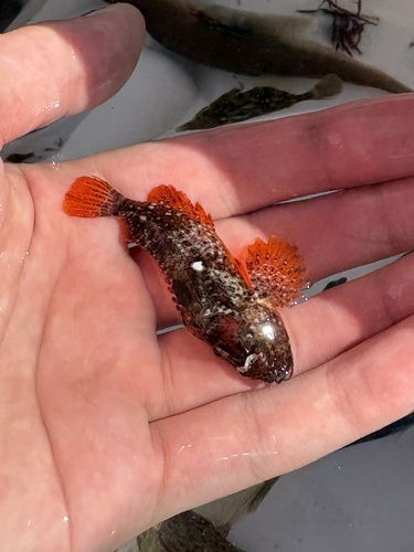 Cheekspot Scorpionfish