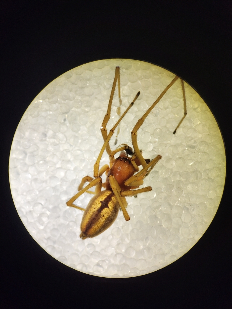 Cheiracanthium seidlitzi
