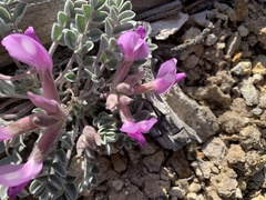Astragalus newberryi