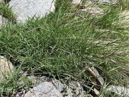 Acrospelion distichophyllum observed 2026-07-09