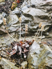 Plantago camtschatica