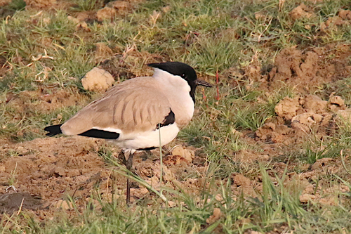 River Lapwing
