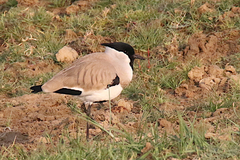 Vanellus duvaucelii