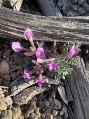 Astragalus newberryi