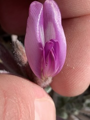 Astragalus newberryi
