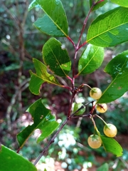 Psorospermum malifolium image