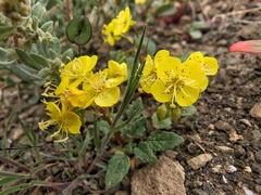 Chylismia claviformis cruciformis