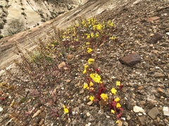 Chylismia claviformis cruciformis