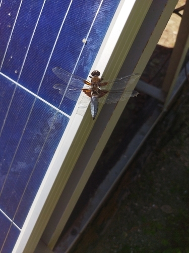 Broad-bodied Chaser