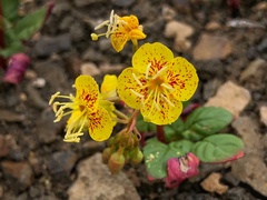 Chylismia claviformis cruciformis