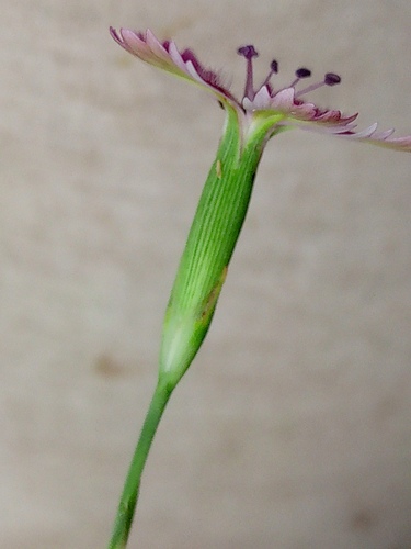 Dianthus campestris, photograph 2