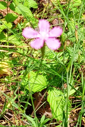 Dianthus campestris, photograph 3