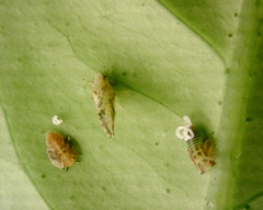 Diaphorina