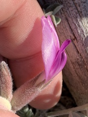 Astragalus newberryi