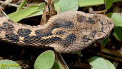 Gloydius intermedius