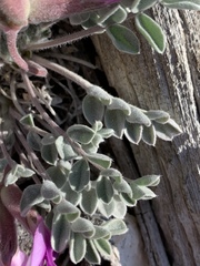Astragalus newberryi