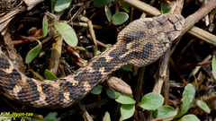 Gloydius intermedius