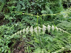 Dennstaedtia scandens