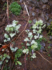 Artemisia vulgaris kamtschatica