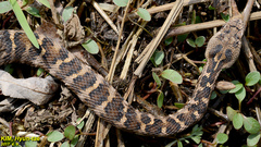 Gloydius intermedius