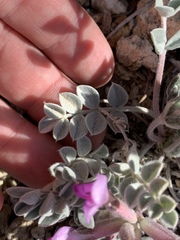 Astragalus newberryi