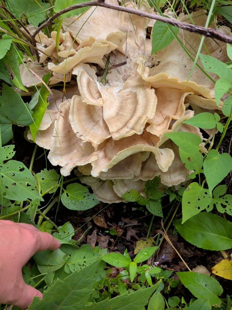 Black-staining Polypore · July 2026 · photo: Photo: (c) Becca, some rights reserved (CC BY) · iNaturalist