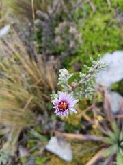 Diplostephium oblanceolatum