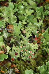 Pseudocyphellaria homoeophylla