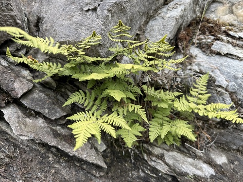 northern oak fern