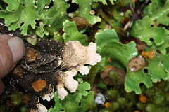 Pseudocyphellaria homoeophylla