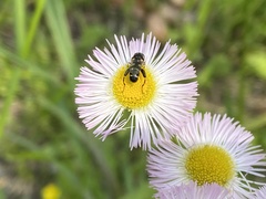 Syritta pipiens