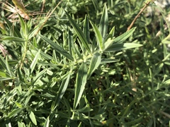 Epilobium canum
