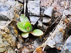 Plantago camtschatica