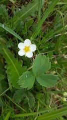 Fragaria virginiana platypetala