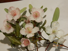 Eucryphia lucida