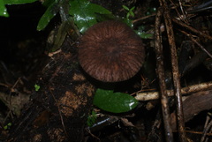 Pluteus perroseus