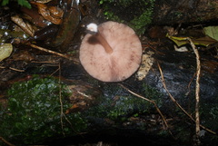 Pluteus perroseus