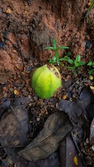 Passiflora laurifolia
