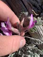Astragalus newberryi