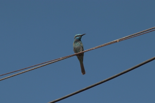 Arabian Green Bee-eater
