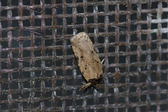 Psorosticha melanocrepida