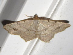 Macaria aequiferaria