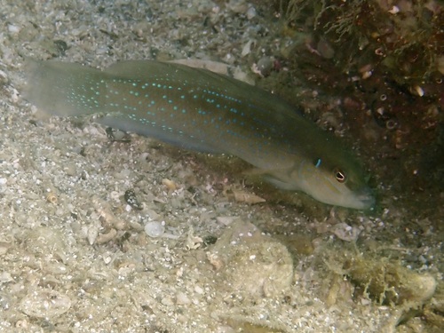 Pseudochromis persicus observed 2026-07-10