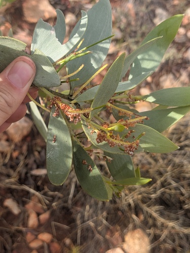 Acacia acradenia, 2026-07-08