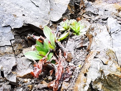 Plantago camtschatica