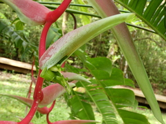Heliconia chartacea
